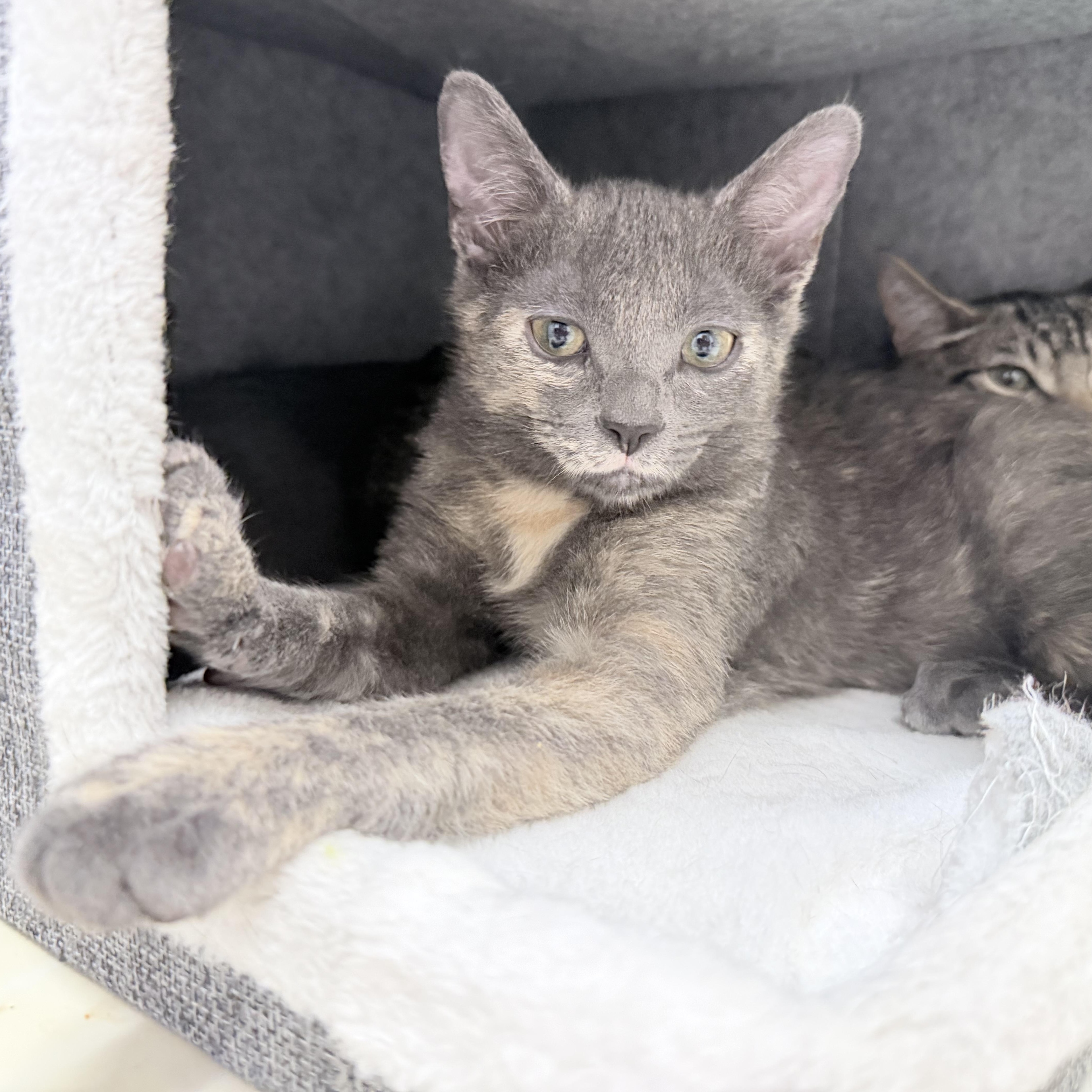 A baby small-sized female Dilute Tortoiseshell Dilute Tortoiseshell cat named Crystal  Riley Fuzzel for adoption in Spring, TX