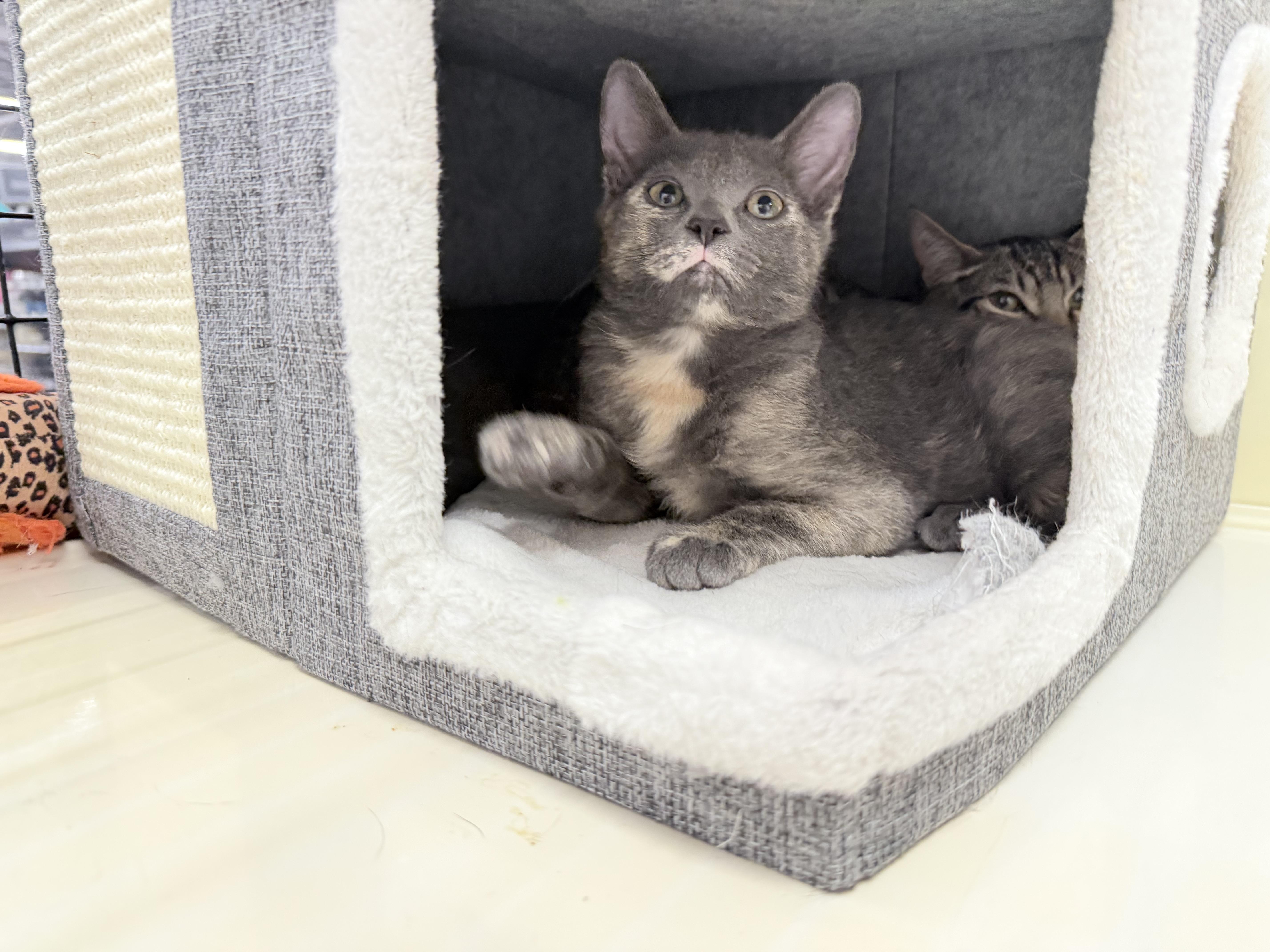 Crystal  Riley Fuzzel thumbnail 5