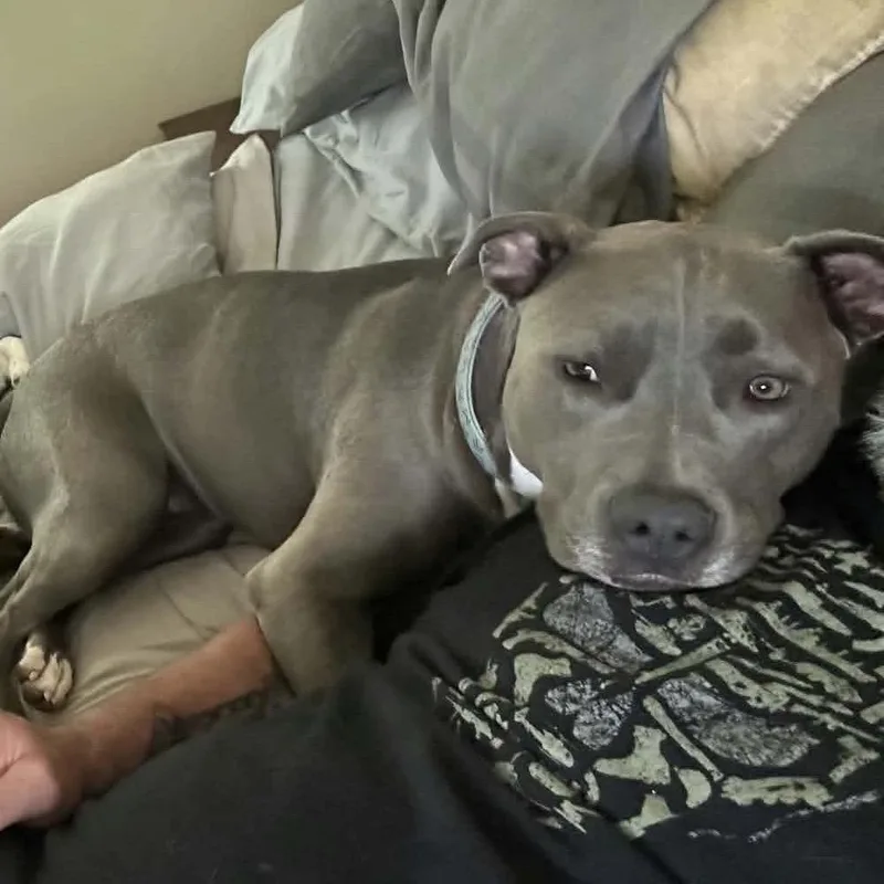 An adult large-sized female Pit Bull Terrier dog named Sage for adoption in Brainerd, MN