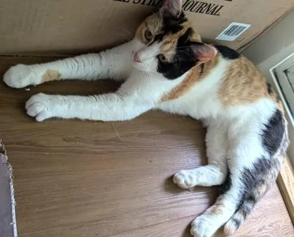 A baby small-sized female Domestic Short Hair cat named Koi for adoption in Hillsboro, OR