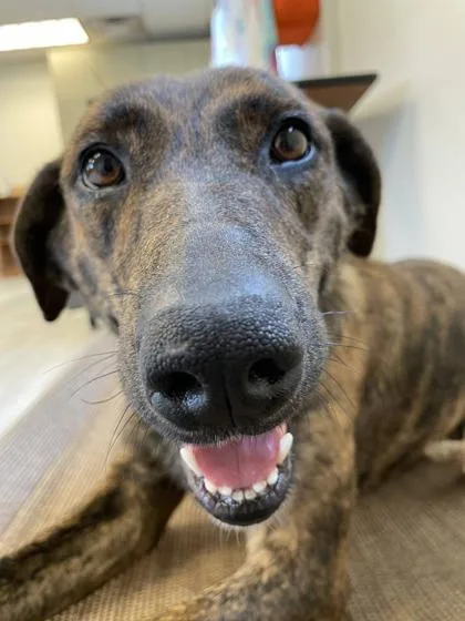 An adult medium-sized female Mixed Breed dog named Maggie for adoption in South Bend, IN