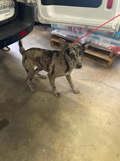 A young medium-sized female German Shepherd Dog dog named Franny for adoption in Dallas, TX