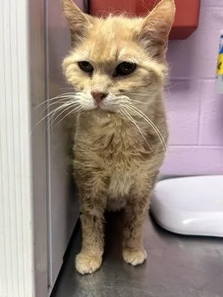 A baby medium-sized female Orange / Red Domestic Short Hair cat named 60781569 for adoption in El Paso, TX
