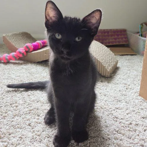 A baby small-sized male Black Domestic Short Hair cat named Banks for adoption in Fishers, IN