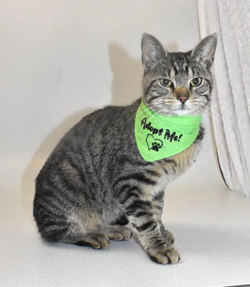 A young large-sized male Domestic Short Hair cat named Oscar for adoption in Springfield, OH