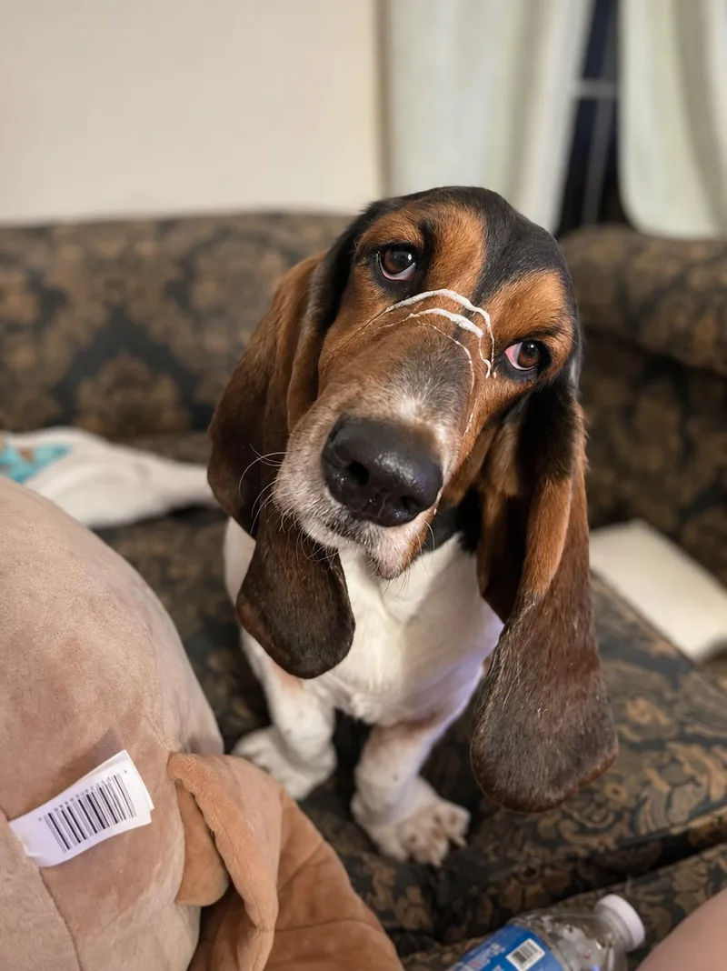 An adult large-sized female Basset Hound dog named Queenie for adoption in TULSA, OK