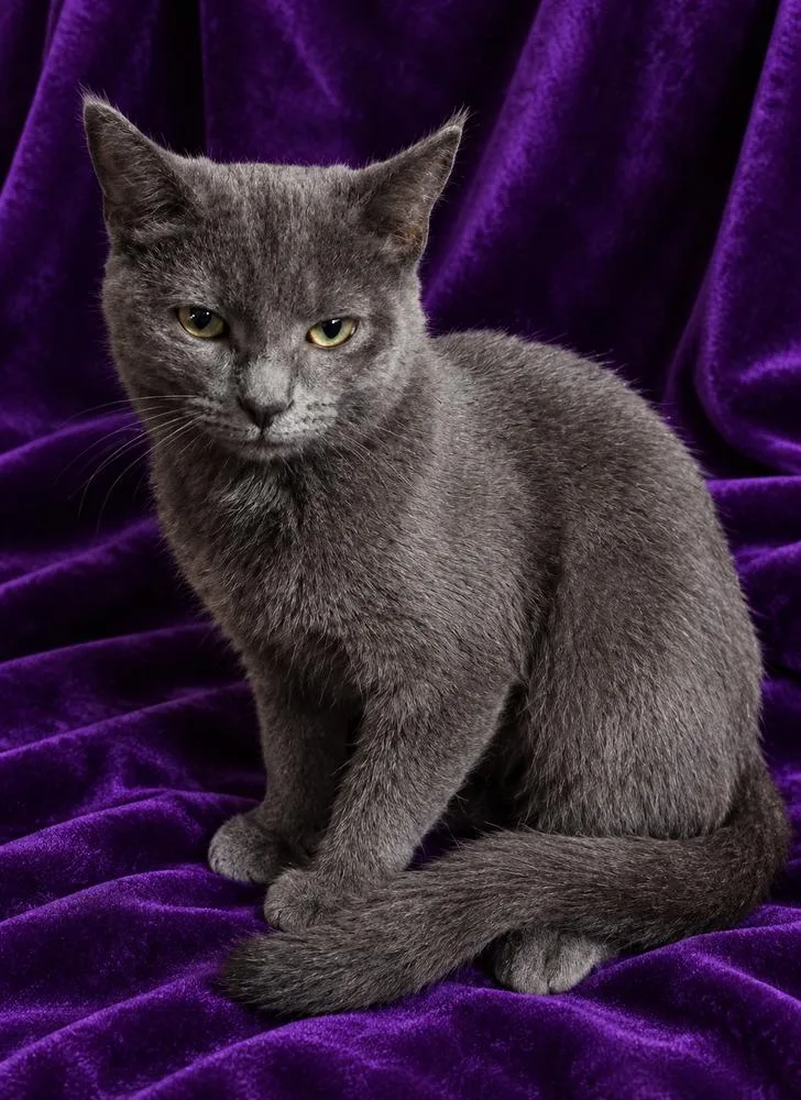A baby small-sized male Domestic Short Hair cat named Breeze for adoption in Lincoln Park, MI