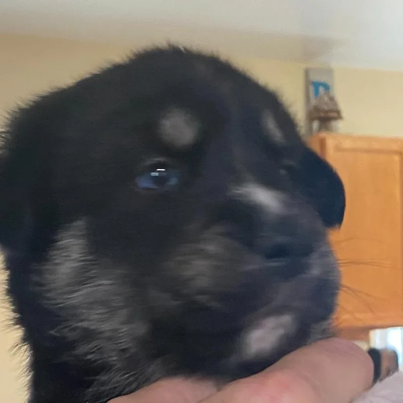 A baby medium-sized female Black Catahoula Leopard Dog dog named Snooky for adoption in Huntsville, AL