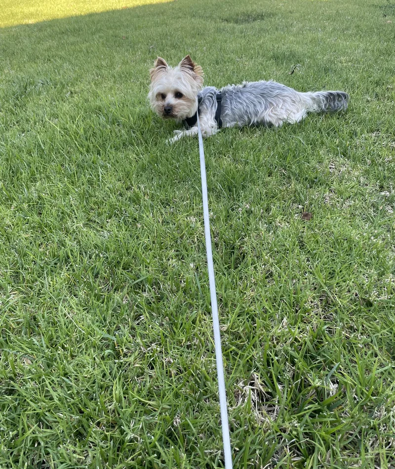 Tzittzit thumbnail 2