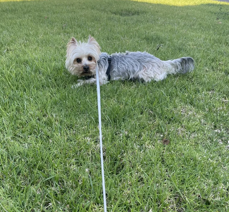 Tzittzit thumbnail 3