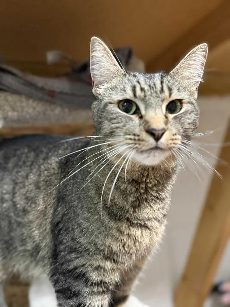 A young medium-sized female Tabby cat named Piper for adoption in Talbott, TN