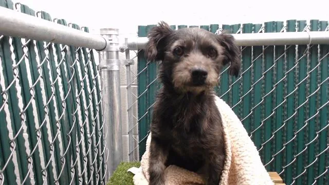 An adult medium-sized male Terrier dog named Tiny Tim for adoption in Downey, CA
