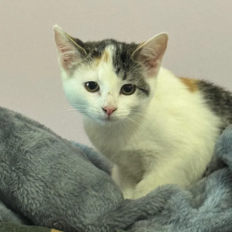A baby small-sized female Calico Domestic Short Hair cat named Mary Jane for adoption in West Plains, MO