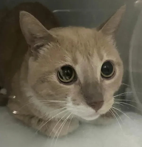 An adult medium-sized male Domestic Short Hair cat named Rio for adoption in Staten Island, NY