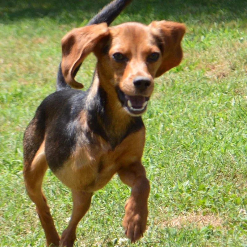 A young small-sized female Beagle dog named Ruby for adoption in Athens, AL