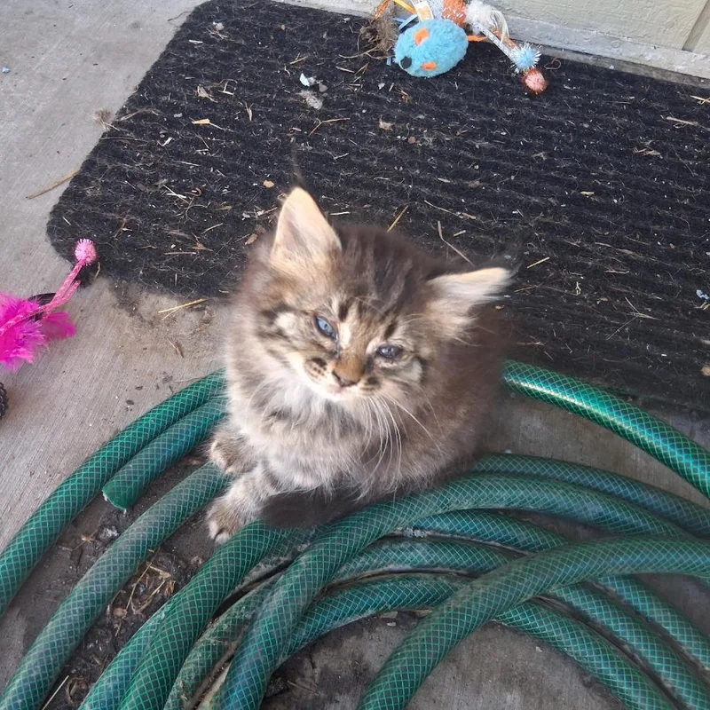A baby small-sized female Brown / Chocolate Domestic Short Hair cat named Cleo for adoption in Point Richmond, CA