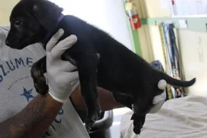 A baby large-sized female German Shepherd Dog dog named Barbara for adoption in Picayune, MS