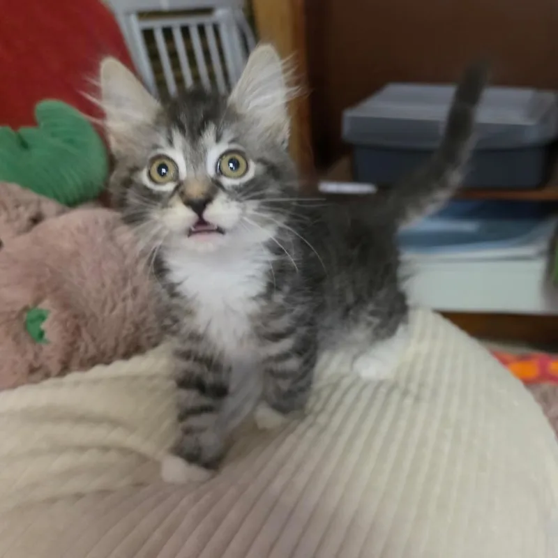 A baby medium-sized female Tabby (Gray / Blue / Silver) Domestic Medium Hair cat named Little Debbie for adoption in Graham, WA