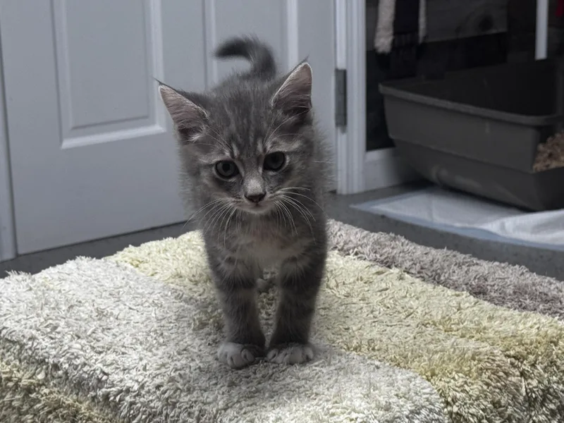 A baby large-sized male Domestic Short Hair cat named Jake for adoption in Pottsville, PA