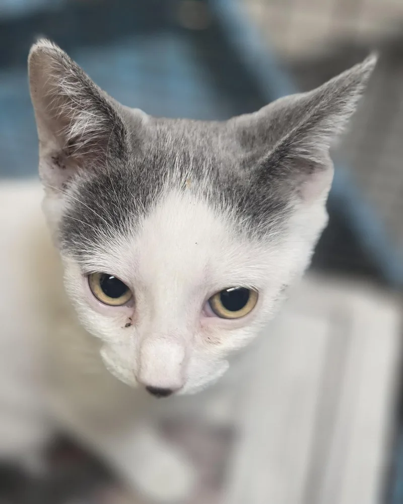 A baby small-sized female Domestic Short Hair cat named Buttercup for adoption in Los Angeles, CA
