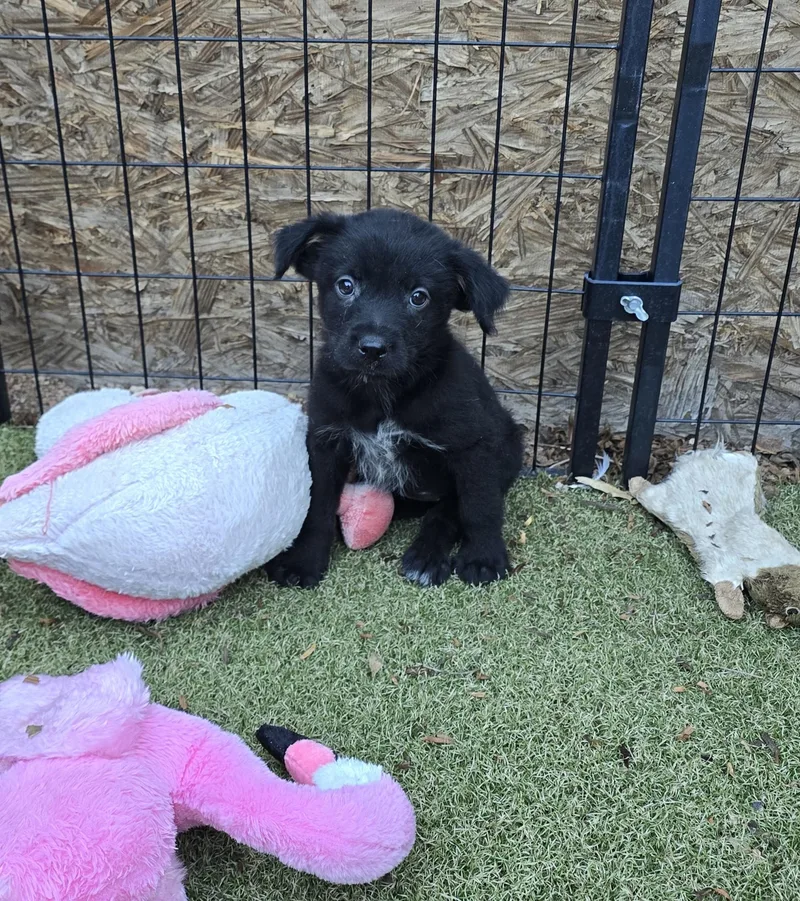 A baby medium-sized female Australian Cattle Dog / Blue Heeler dog named Nyx for adoption in Apache Junction, AZ