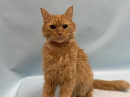An adult small-sized female Domestic Medium Hair cat named Pancake for adoption in Coon Rapids, MN