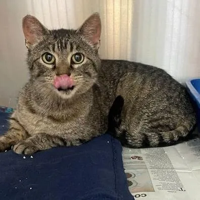 An adult medium-sized female Tabby (Brown / Chocolate) Domestic Short Hair cat named Betty for adoption in Rochester, MN