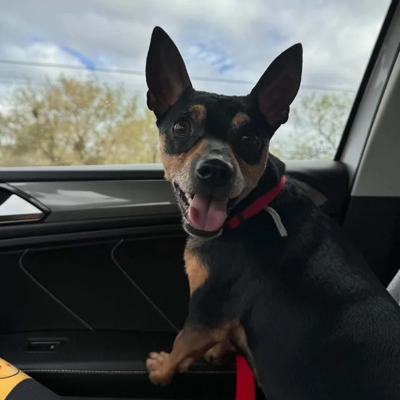 An adult small-sized male Black Miniature Pinscher dog named Victor AC for adoption in Austin, TX