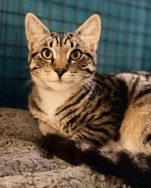 A young small-sized female Domestic Short Hair cat named Mozie for adoption in Novato, CA