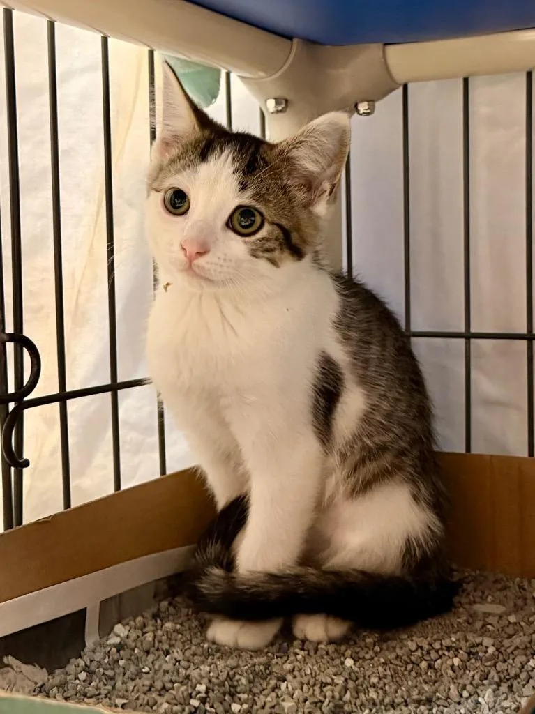 A baby medium-sized female Domestic Short Hair cat named Z Gallerie for adoption in Cincinnati, OH