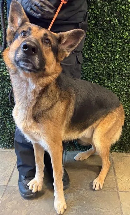 An adult large-sized male Brown / Chocolate German Shepherd Dog dog named Creed for adoption in El Paso, TX