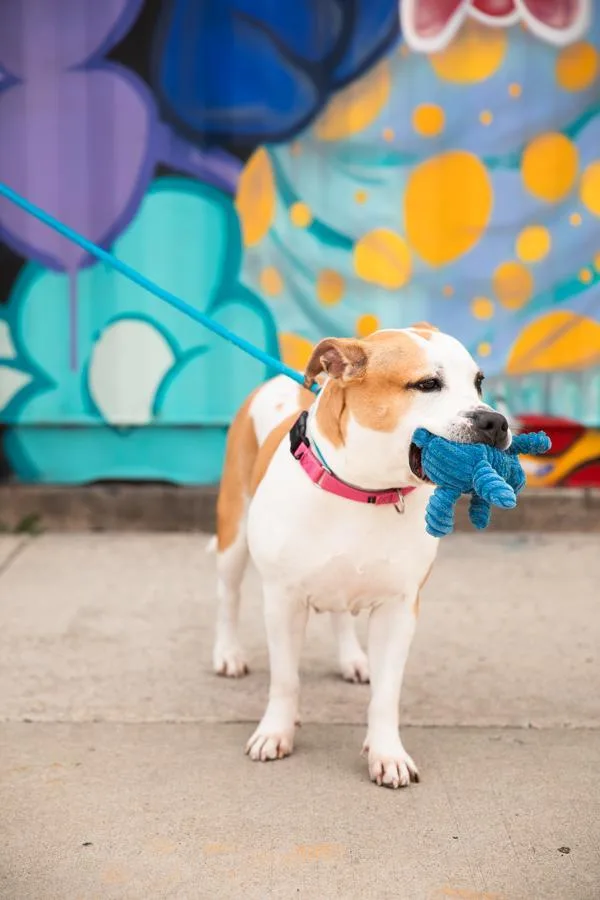 An adult large-sized female Mixed Breed dog named Lady G for adoption in Ridgewood, NY