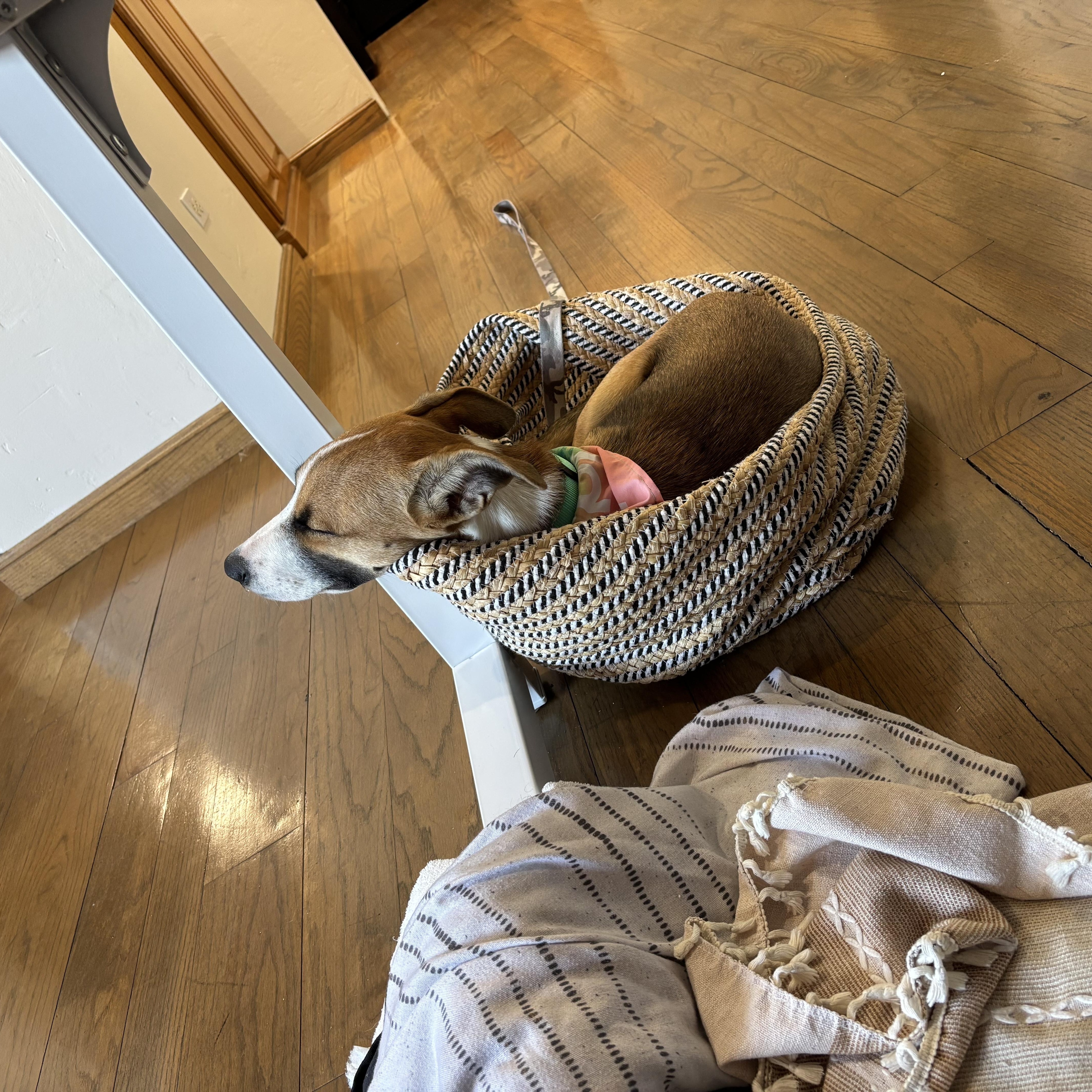 A young medium-sized female Apricot / Beige Whippet dog named Violet for adoption in Marina del Rey, CA