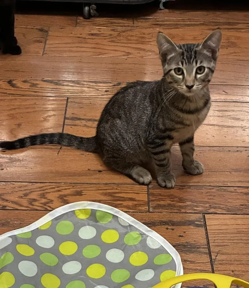 Little Peanut  Bonded