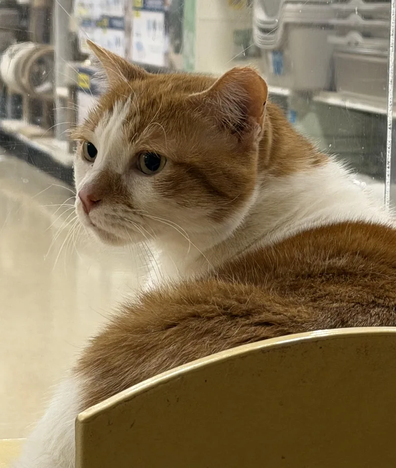 A senior medium-sized male Orange & White Domestic Short Hair cat named Otis & Milo for adoption in Charlotte, NC