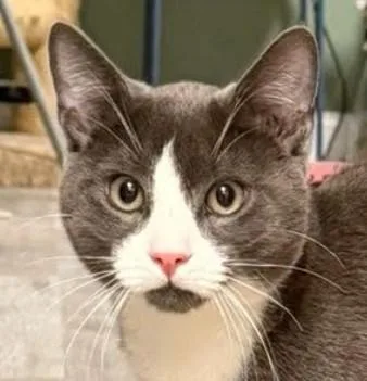 Stony Westborough thumbnail 2