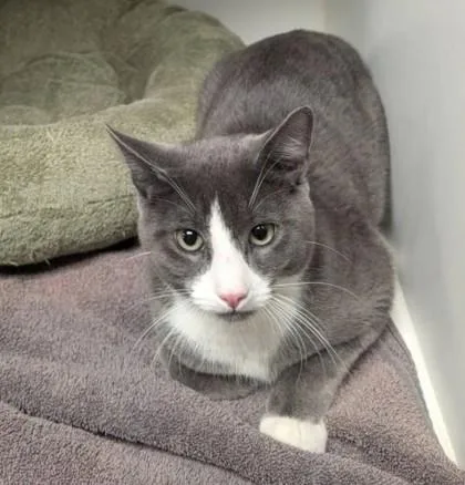 Stony Westborough thumbnail 3