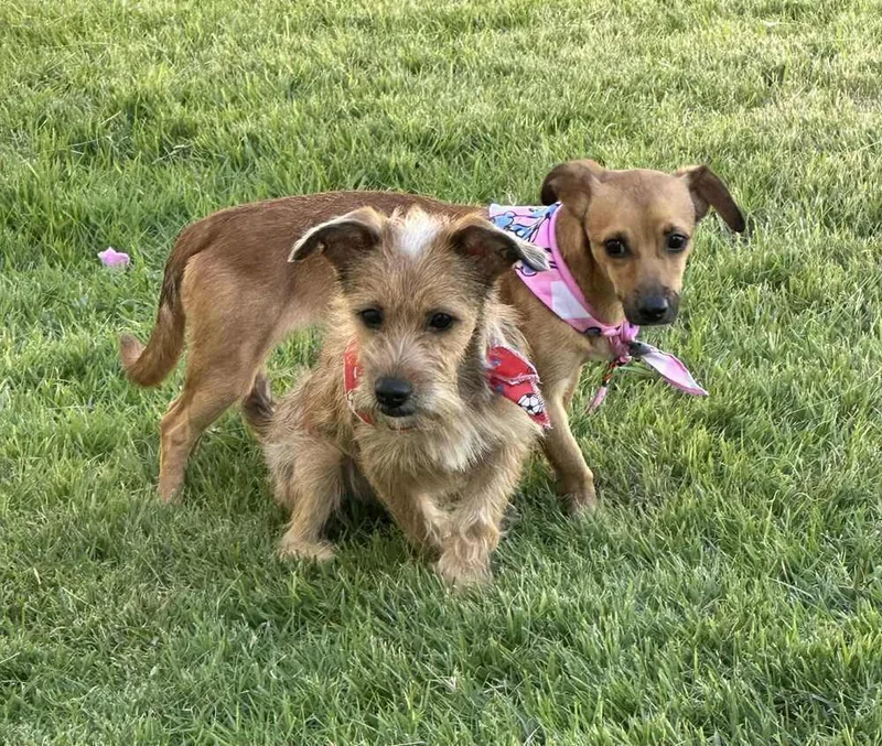 A young small-sized female Brown / Chocolate Chihuahua dog named Kanny for adoption in New Bedford, MA
