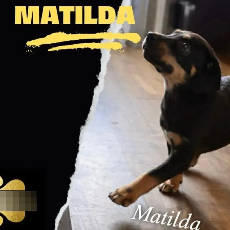 Matilda thumbnail 6