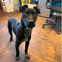 A young small-sized male Black Mixed Breed dog named Goggle for adoption in Jersey City, NJ