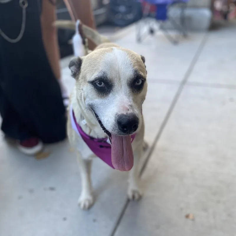 An adult medium-sized female Husky dog named Stevie for adoption in Escondido, CA