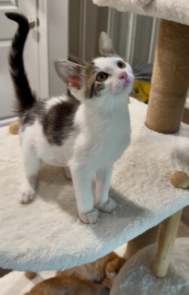 A baby medium-sized female Tabby (Gray / Blue / Silver) Tabby cat named Zara for adoption in Oakley, CA