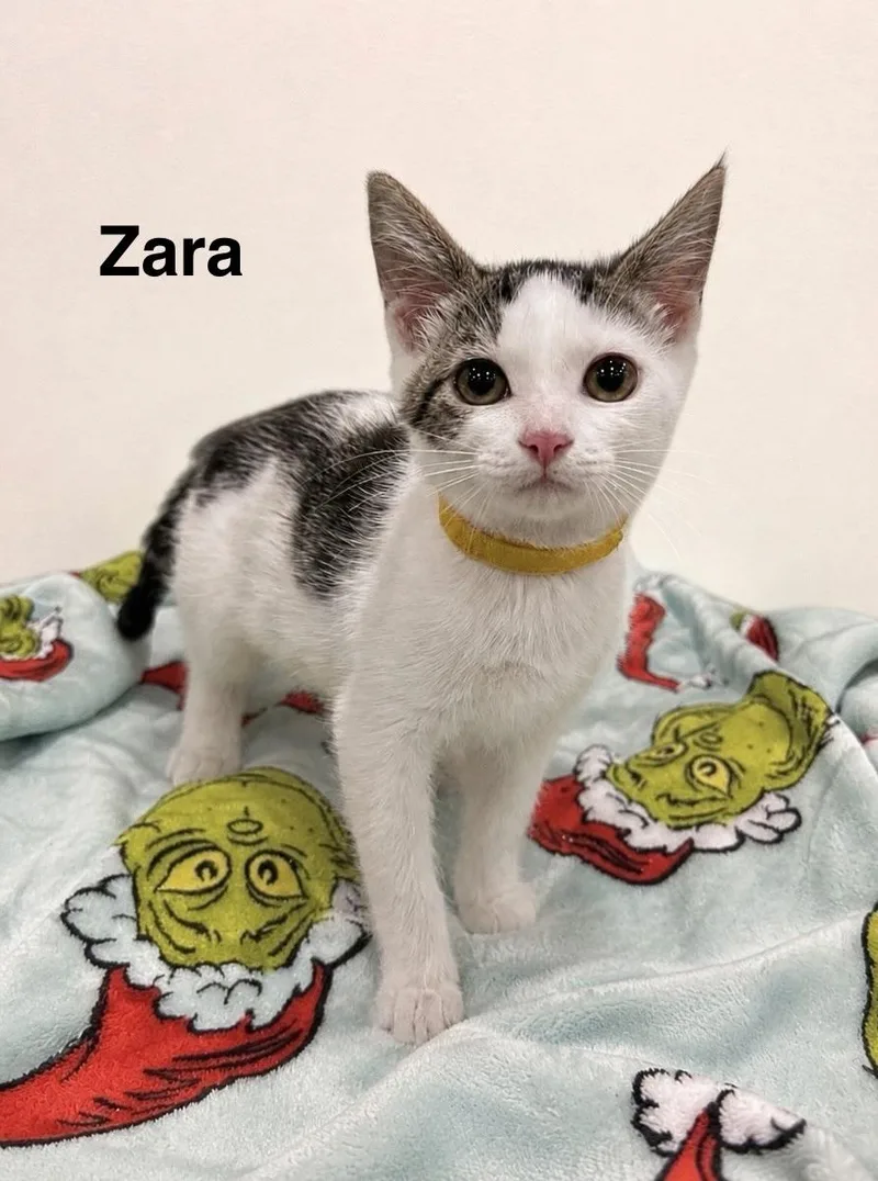 Zara thumbnail 3