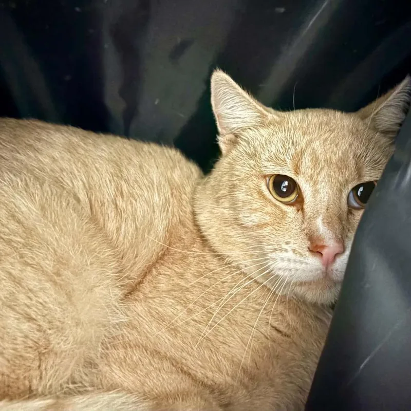 An adult small-sized male Orange / Red Domestic Short Hair cat named Morris for adoption in Las Cruces, NM