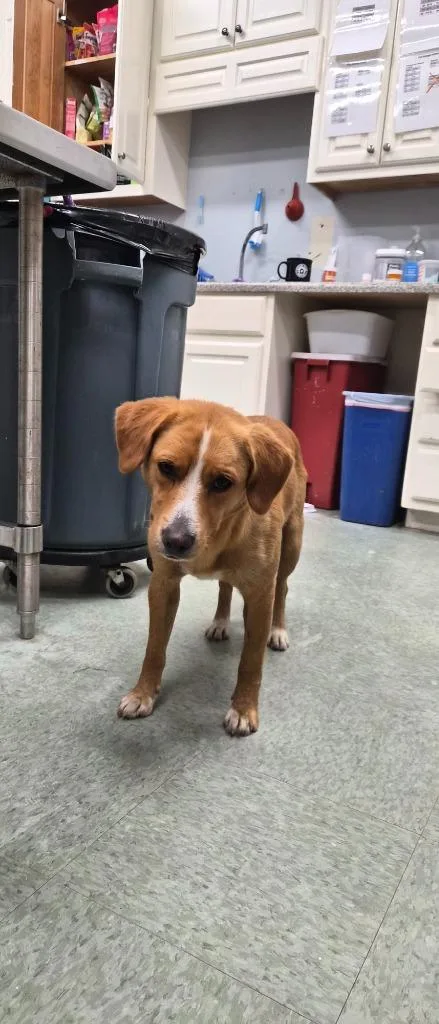 A young medium-sized male Mixed Breed dog named Banjo for adoption in Danielsville, GA