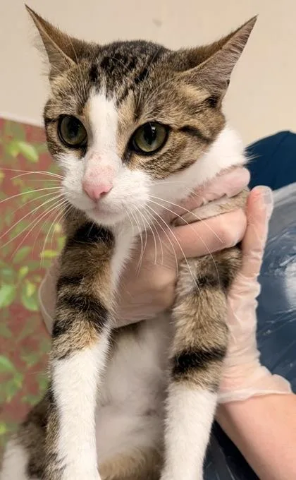 An adult medium-sized female Domestic Short Hair cat named Monkey for adoption in San Antonio, TX