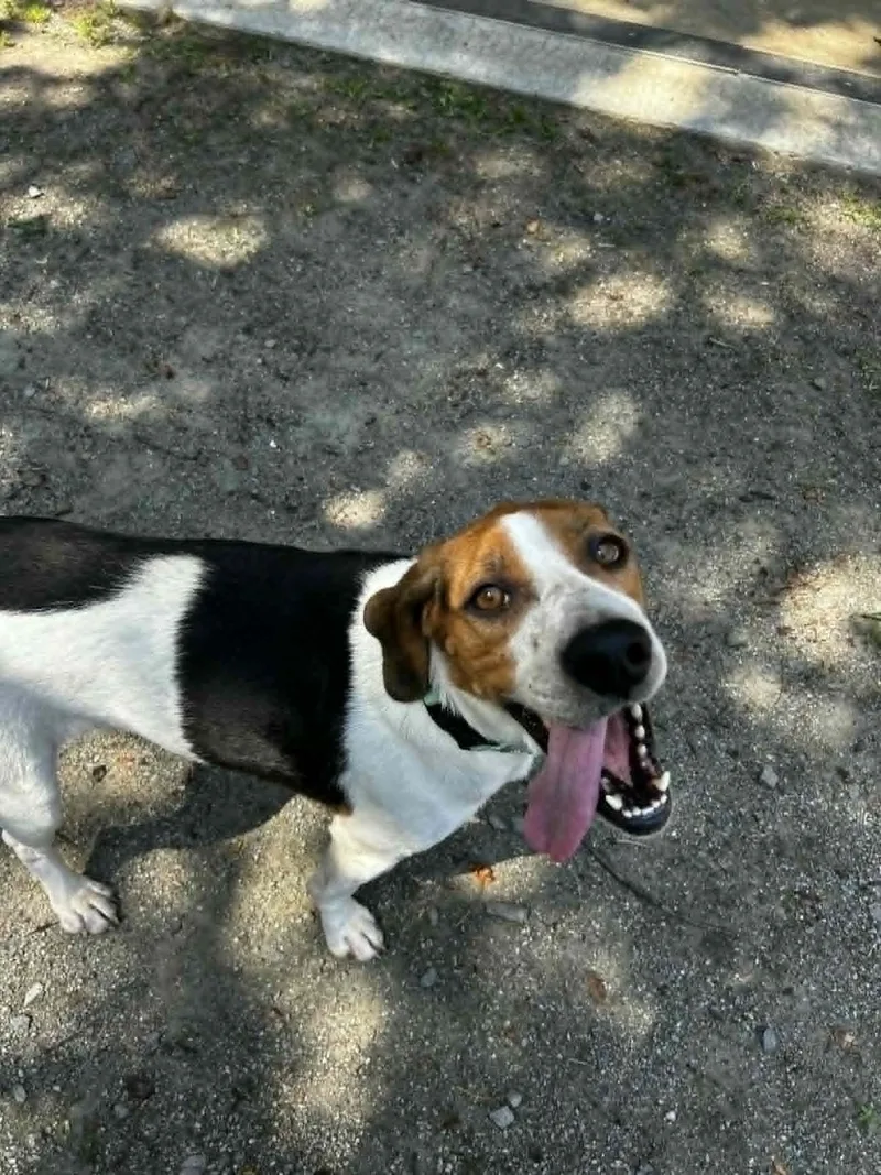 An adult medium-sized female Tricolor (Brown, Black, & White) Hound dog named Jacie for adoption in Orange, VA