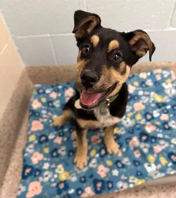 A baby medium-sized male Rottweiler dog named Wishbone for adoption in Brighton, CO