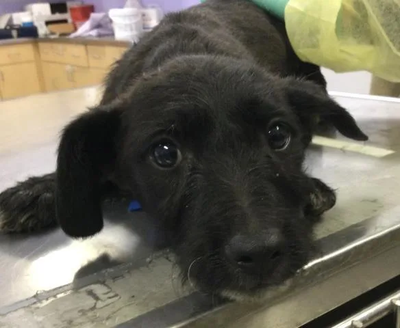 A baby medium-sized male Terrier dog named Nate for adoption in Riverside, CA
