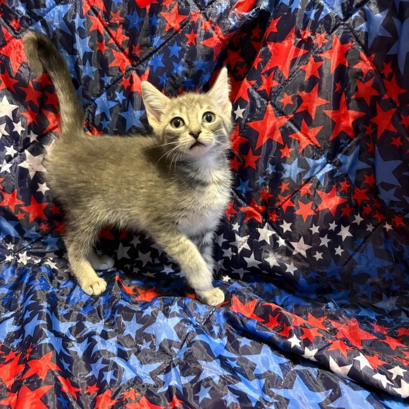 A baby small-sized female Gray / Blue / Silver Domestic Short Hair cat named Nebula for adoption in Fredericksburg, VA